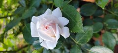 IMG_20240524_084209220.jpg