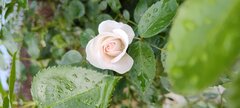 IMG_20240525_173356489.jpg