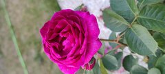 IMG_20240518_193601148.jpg