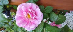 IMG_20240524_083538159.jpg