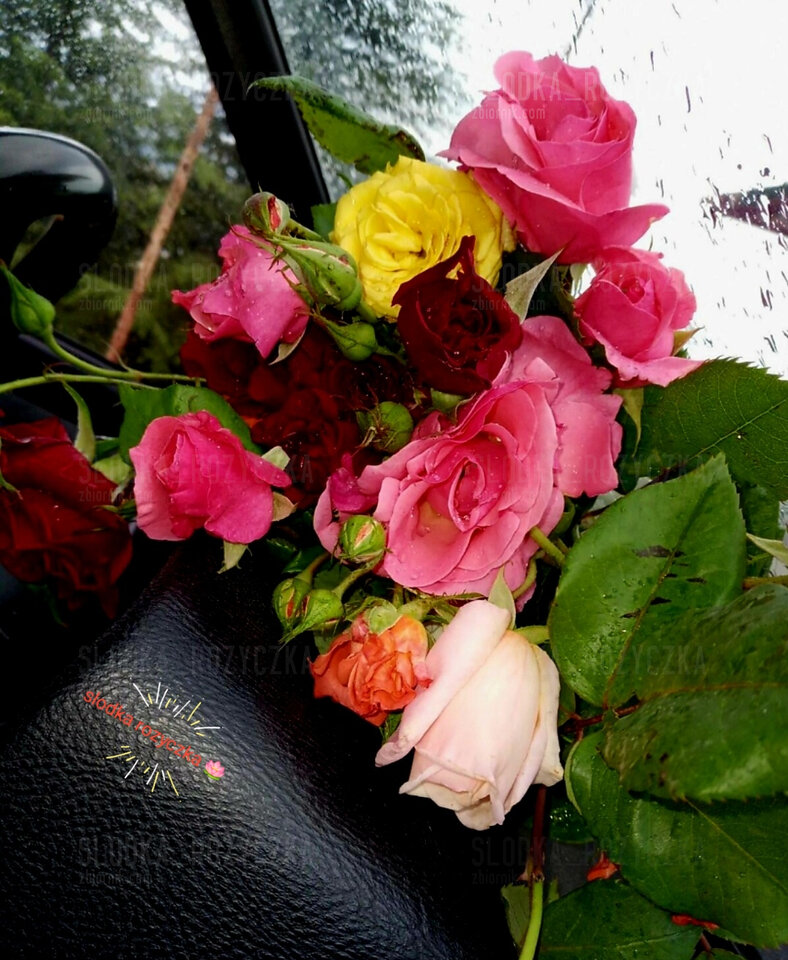 💐🪷💐🪷💐🪷💐💐🪷 - Slodka_Rozyczka