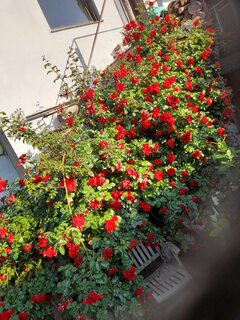 20240526_064052.jpg