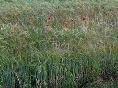 IMG_1764.jpg
