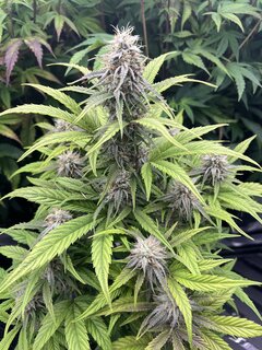 IMG_7589.jpeg