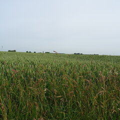 DSC02985.JPG