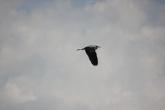 IMG_0336.JPG