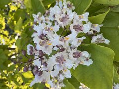 IMG_2350.jpeg