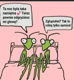 modliszka.jpg
