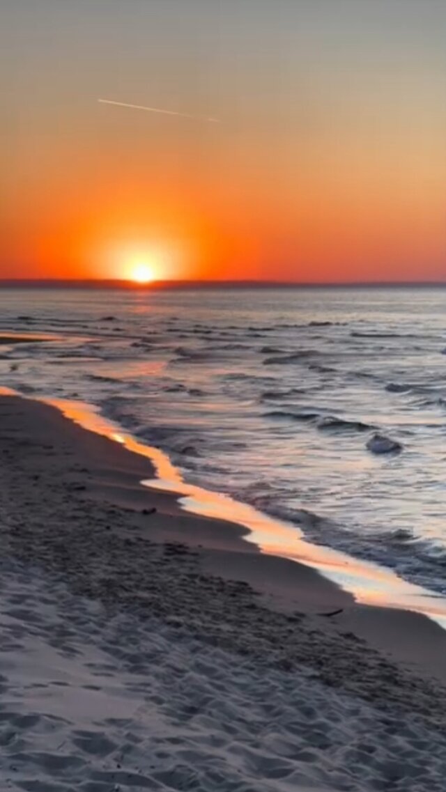 butterflies2