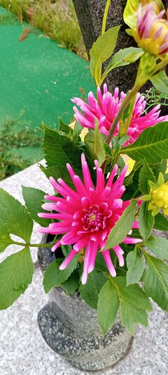 IMG_20240707_164051.jpg