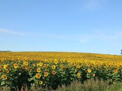 IMG_20240715_084329.jpg