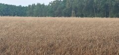 IMG_20240720_050652.jpg