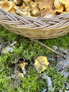 IMG_3573.jpeg