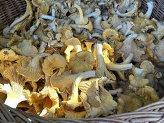 IMG_3574.jpeg