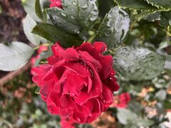 IMG_3557.jpeg
