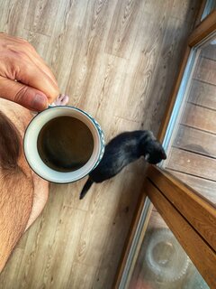🐈  ☕️