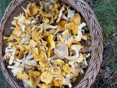 IMG_3950.jpeg