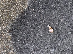 IMG_2195.jpeg