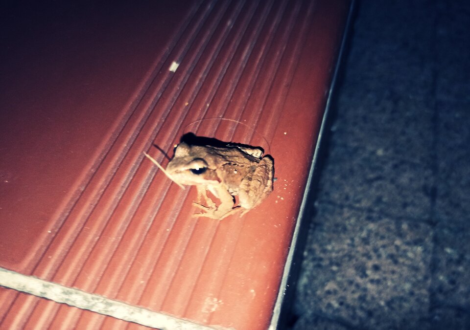 🐸 - _Pure__Evil_