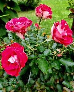 🌺☘️🌺☘️🌺☘️🌺☘️