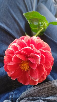 5_171230899.jpg