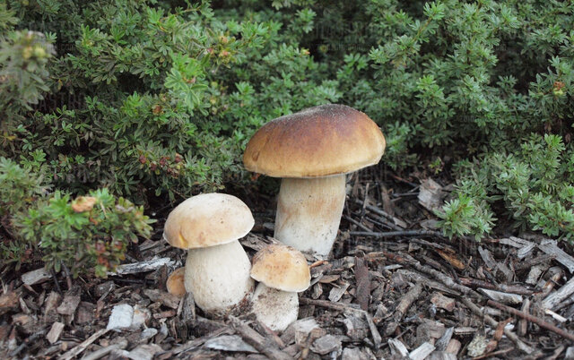 Nastroje3