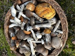 IMG_5085.jpeg