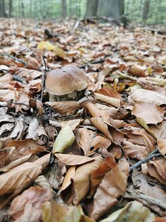 IMG_20240927_093226.jpg