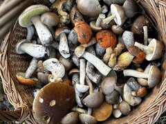 IMG_5147.jpeg