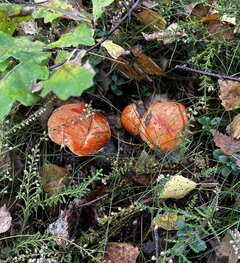 IMG_5142.jpeg
