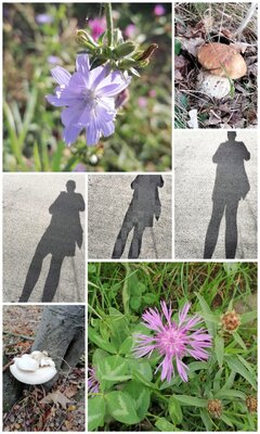 Collage_20240929_164959.jpg