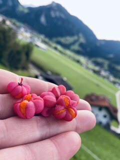 IMG_7345.jpeg