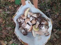 IMG_20240928_134241.jpg