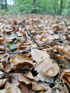 IMG_20240929_091459.jpg