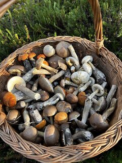 IMG_5209.jpeg