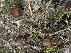 IMG_5236.jpeg