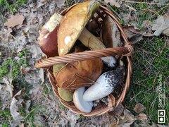 IMG_20221011_173434.jpg