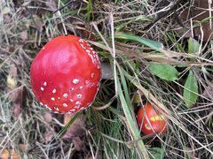 IMG_3024.jpeg