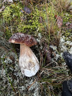 IMG_5325.jpeg