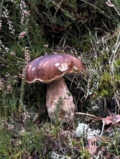 IMG_5327.jpeg