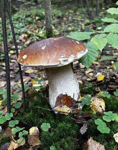 IMG_5453.jpeg
