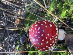DE539D9B-8D2B-4357-9E4C-57B5C83E3327.jpeg