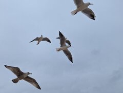 522d2e9c-2a8c-4f5f-bc80-3c3e3d7bc9f6-1_all_35.jpg