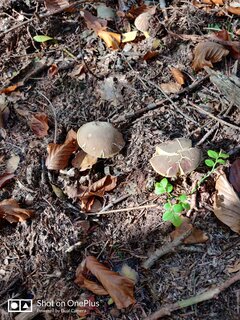 IMG_20241024_112528.jpg