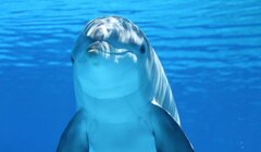 Delfin_501198200a.jpg