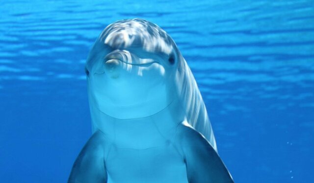 Delfin74
