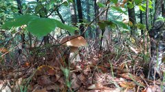 IMG_20241012_114023.jpg