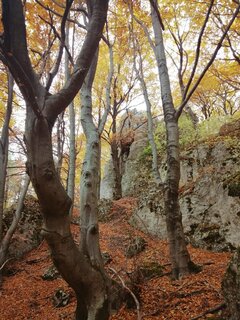 IMG_20241026_195513.jpg
