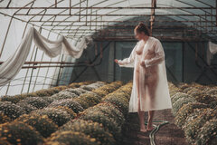 Chrysanthemums queen