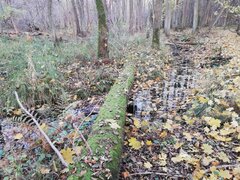 IMG_20241103_154907.jpg